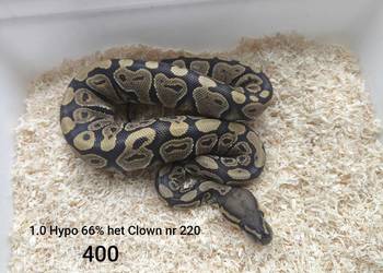 Pyton królewski samiec nr 220