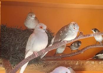 Gołąbki diamentowe