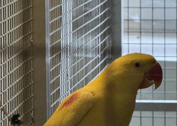 Aleksandretta Wielka Lutino Samiec