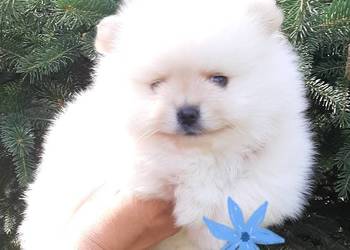 Szpic miniaturowy pomeranian rewelacyjny piesek miś
