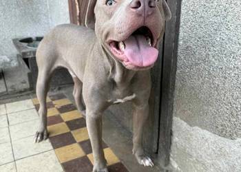 American Pit bull silverfavn