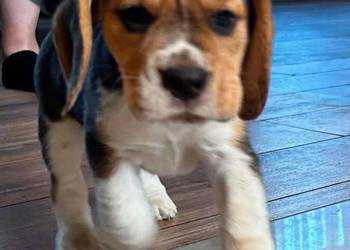 Szczeniaki Beagle tricolor ZKwP