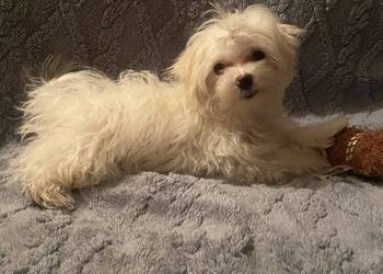 suczka i piesek maltańczyk