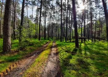 Las 2,40 HA 70 lat – sosna i olszyna – okolice Mszana / Brodnicy