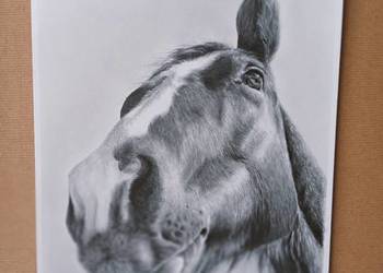 Koń portret