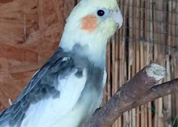 Sprzedam papugi nimfy