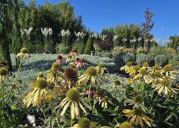 Projektowanie i zakładanie ogrodów