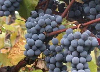 Winogrono bezpestkowe Venus. Sadzonki winorośli. Winogrono bezpestkowe Venus. Sadzonki winorośli.