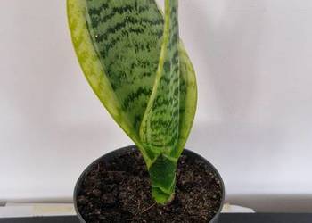 sanseveria wężownica kwiatek