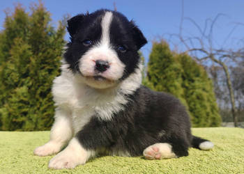 BORDER COLLIE, klasyk z dokumentami