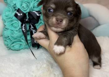 Chihuahua mini piesek czekoladowy długowłosy badania DNA piękny