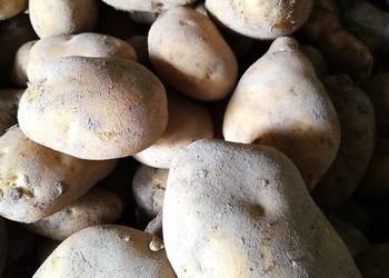 Sprzedam ziemniaki jadalne Jurek