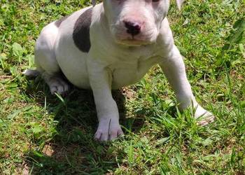 Szczeniaki Amstaff