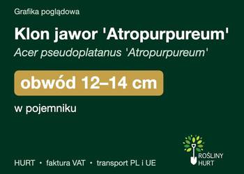 Klon jawor 'Atropurpureum' obwód 12-14 cm, w pojemniku – HURT