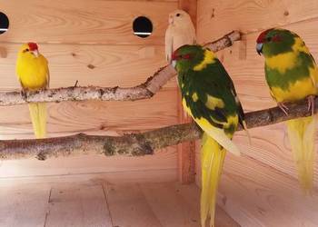 Papugi kozy mondrolotki