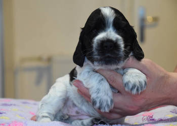 Cocker Spaniel Angielski - Brendy