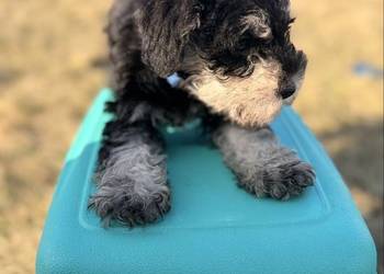 Sznaucer Miniatura pieprz i sól Rodowód