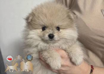 Szpic miniaturowy pomeranian Orange merle badania DNA!