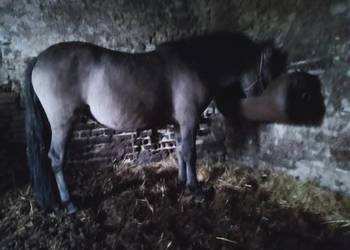 sprzedam KONIKI POLSKIE KLACZE