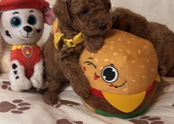 Pudel toy piękne  szczeniaki red po małych rodzicach