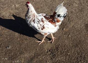 Koguty zargodowe i koguty orpington