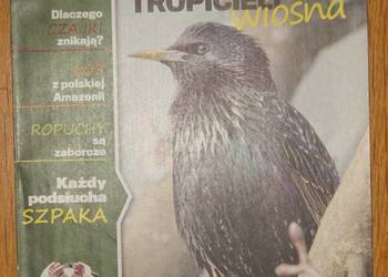 Adam Wajrak - Przewodnik prawdziwych tropicieli - Wiosna