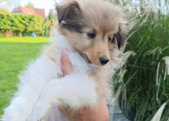 Owczarek Szetlandzki suczka