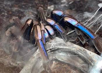 Chilobrachys Natanicharum ex sp. Electric Blue