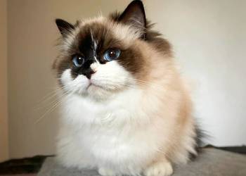 przepiękna kotka Nela ragdoll rodowód hodowla FPL