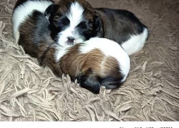 Suczka Shih-tzu