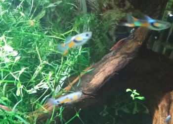 Młode gupiki samce, samczyki 2-3 cm, pomarańczowe. Z domowego akwarium