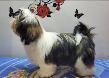 Shih tzu piesek