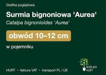 Surmia bignoniowa 'Aurea' obwód 10-12 cm, w pojemniku – HURT