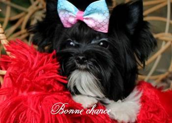 Yorkshire terrier Black -white lalunia