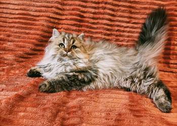 Kot brytyjski kocurek długowłosy point niebieskookie oczy FPl