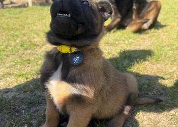 Owczarek Belgijski Malinois