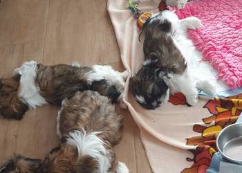 Szczeniaki shih tzu z rodowodem