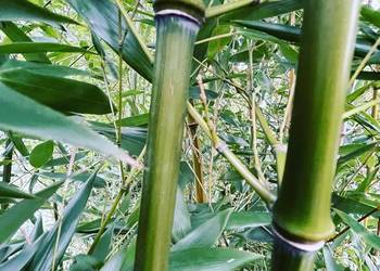 Bambus Phyllostachys Nuda, Filostachys Nagi 3l 60-90cm
