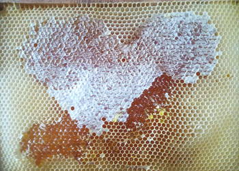 Miód z własnej pasieki