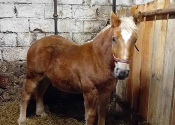 źrebak zimnokrwisty