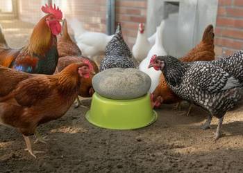 Dziobak dla kur drobiu indyków przeciw kanibalizmowi 8kg