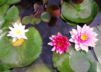 Lilia wodna Nenufar
