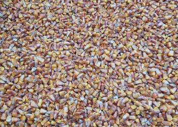 Kukurydz po kombajnie