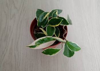 Hoya Carnosa Krimson Queen