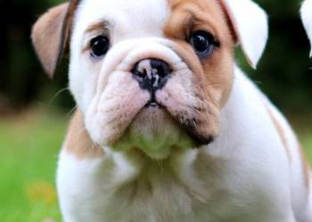 Buldog angielski ZKwP FCI