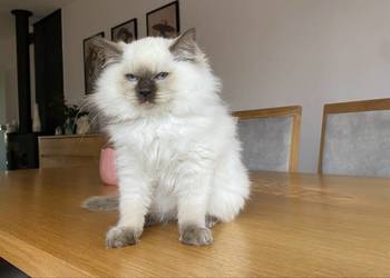 Gotowe do odbioru Ragdoll FPL kastrat