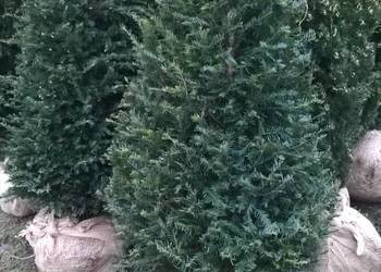 Piękne Cisy Gotowy Żywopłot Baccata