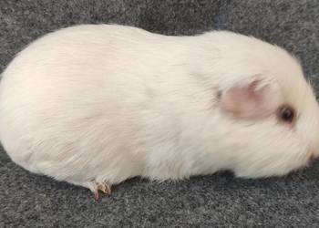 Świnka morska cavia self gładkowłosa US Teddy z hodowli