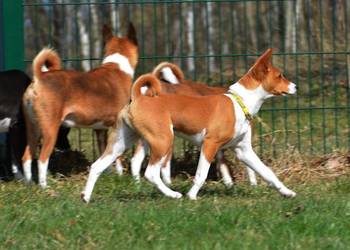 Basenji - sunia Z Klanu Łobuzów FCI - paszport EU