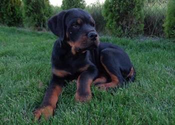 Rottweiler szczenięta z rodowodem ZKwP (FCI)